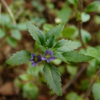 Stemodia verticillata (Mill.) Hassl.